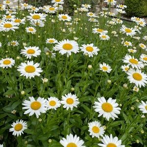 Meet your Posher, Nichi